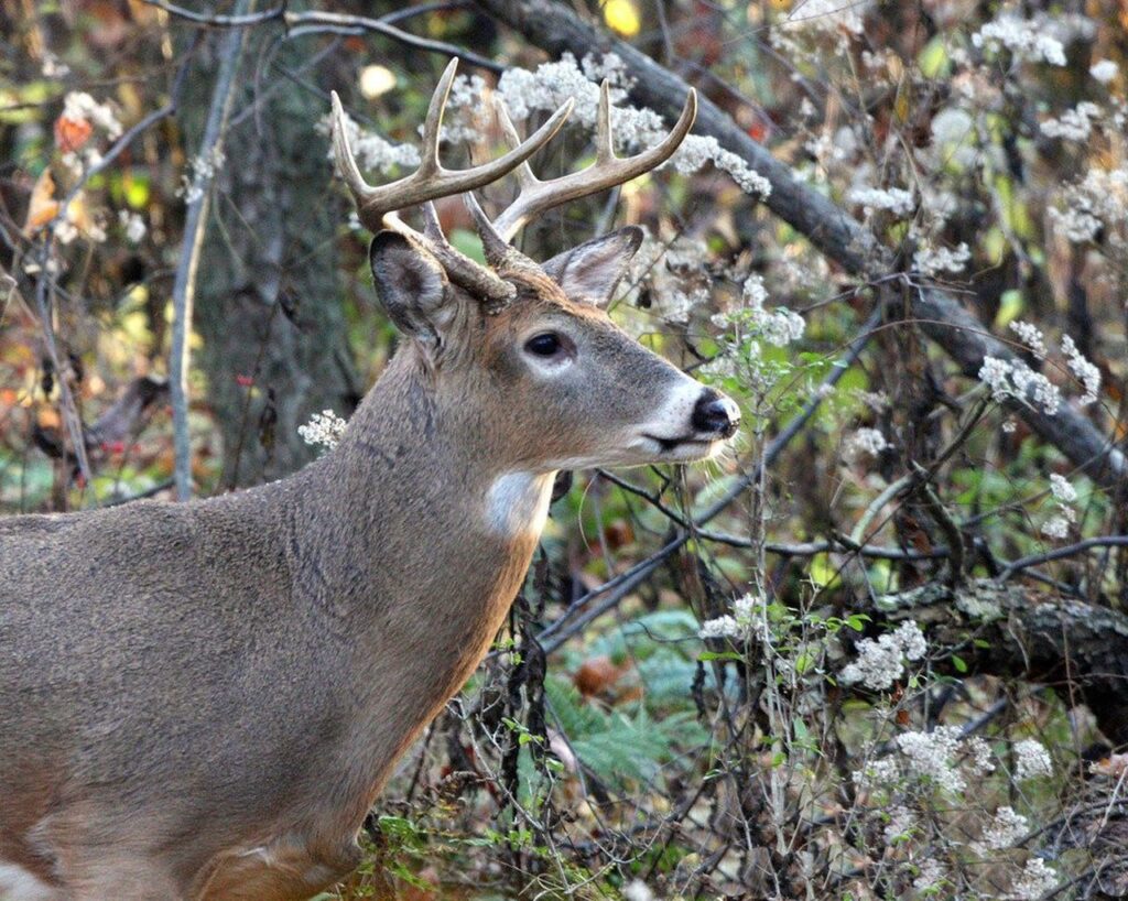 NY hunting licenses, antlerless deer permits on sale - Olean Times Herald