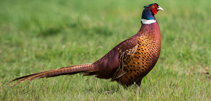 New Pheasant Management Plan Aims Get New York Hunters Field