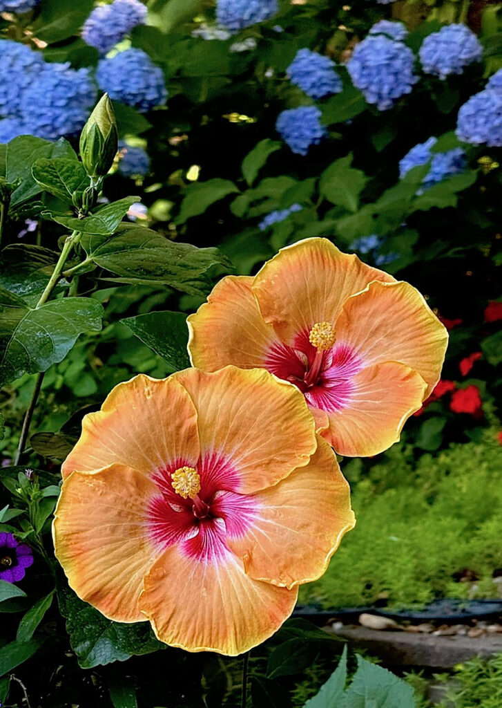 On Gardening: Hollywood Hibiscus will give you that island life