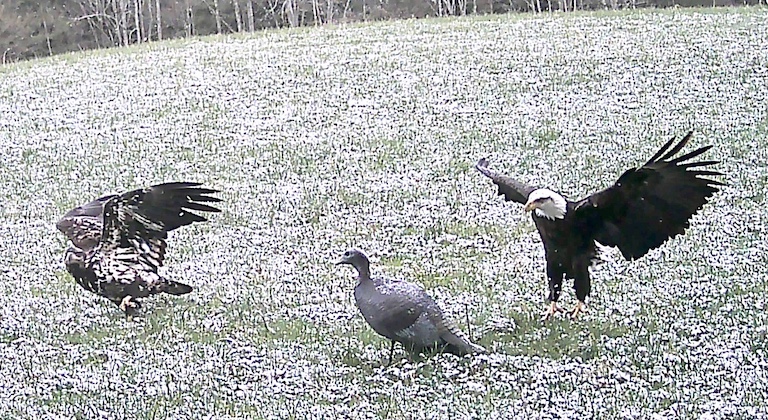 Bald eagles attracted to turkey decoy in Allegany County