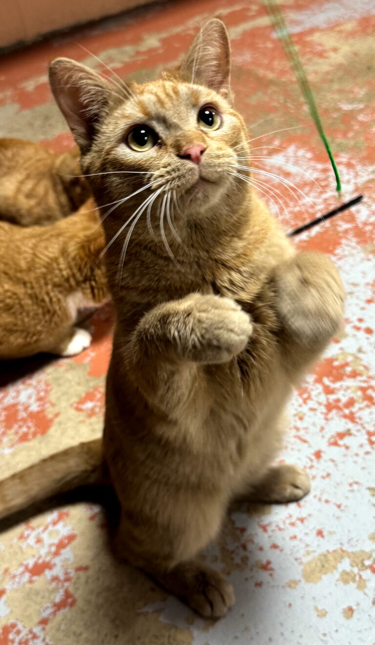 SPCA in Cattaraugus County: A legacy of kindness to animals - Olean ...