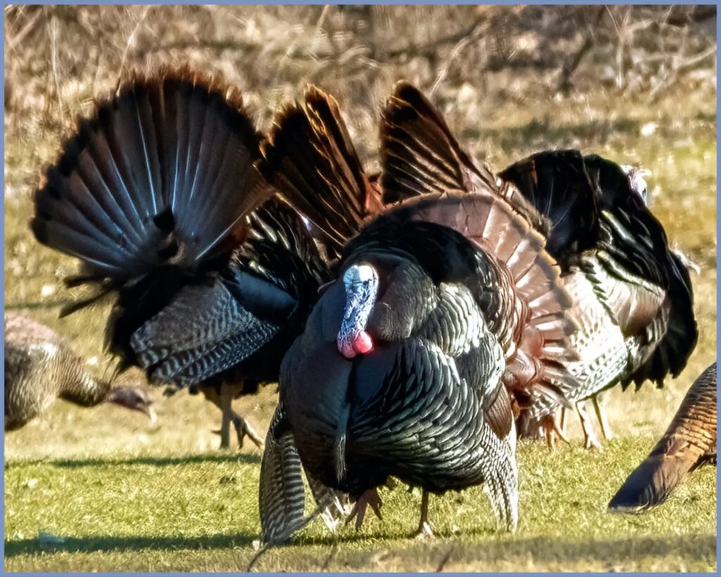 New York’s youth turkey hunting weekend is Saturday-Sunday