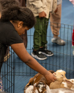 Zoo Library A zoo at the Olean Public Library petting zoo event - Olean Times Herald