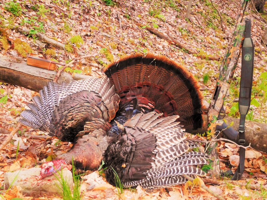 Turkey hunting: What could go wrong? - Olean Times Herald
