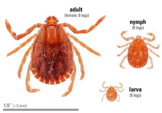 Invasive tick spreading in NY, threatening farm livestock