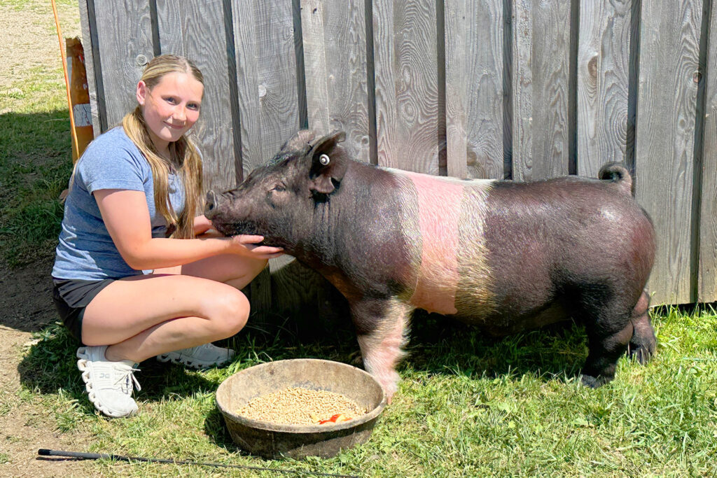 Napoli 4 H Youth Show Pig Sheep Cattaraugus Co Fair