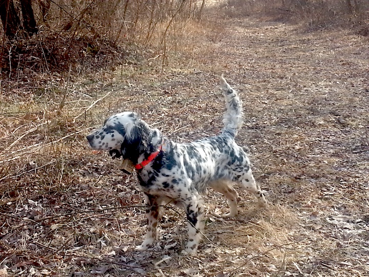 Outdoors: Of good hunting dogs … and some bad