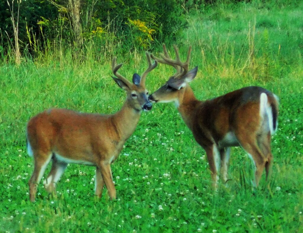 Outdoors: Food plot preparation — and challenges - Olean Times Herald