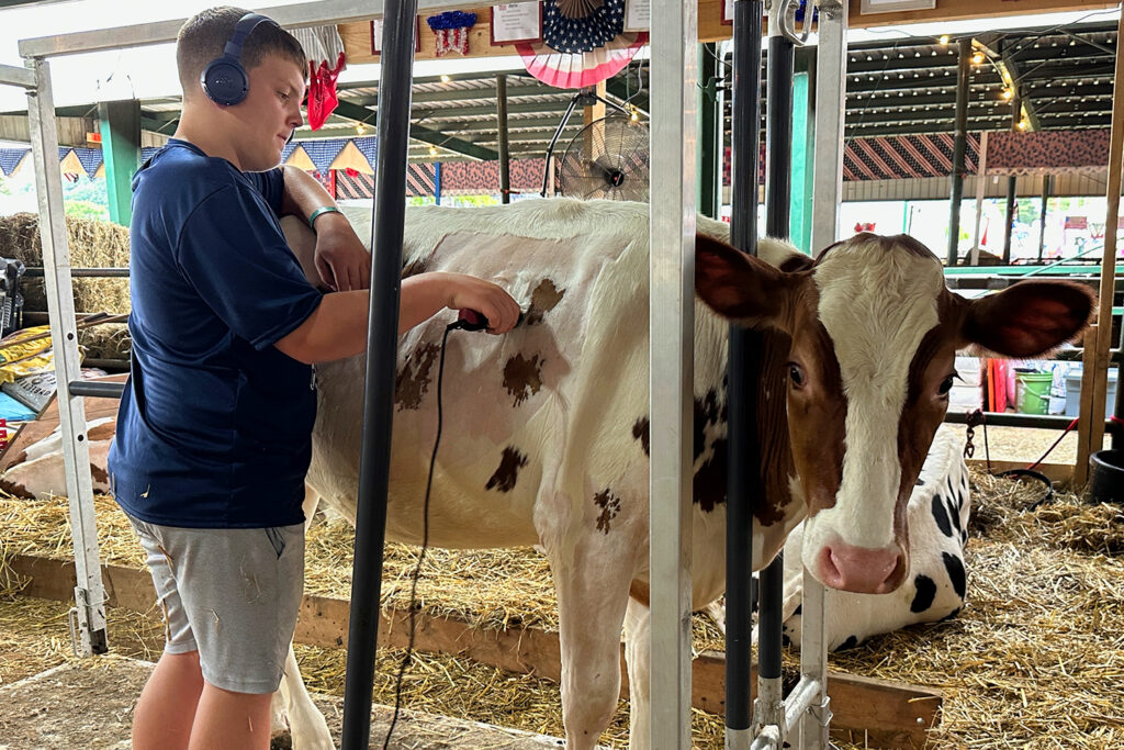 Cattaraugus County Fair Wraps Today Animal Sale 2 Grandstand Shows