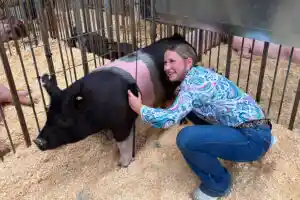 Cattaraugus County Fair Continues Week Concerts Animal Shows
