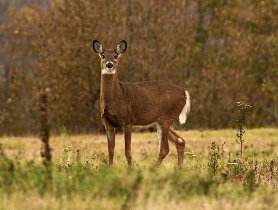 New York Hunting Licenses Dmps Sale