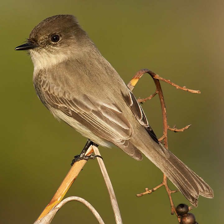 Outdoors: A bird rescue brings questions to ponder - Olean Times Herald
